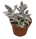 Graptopetalum